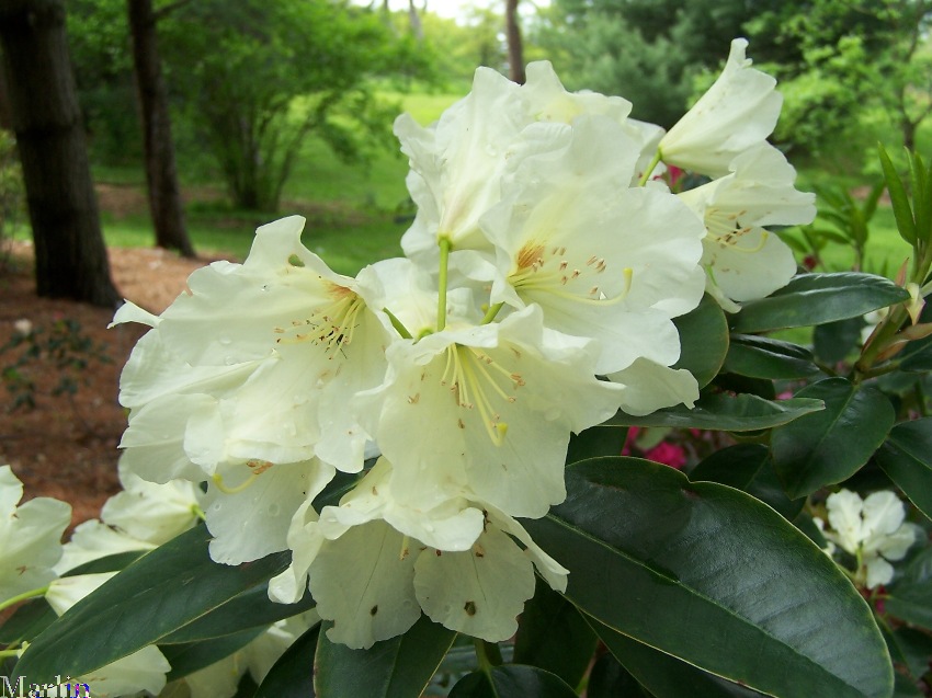 Hong Kong Rhododendron