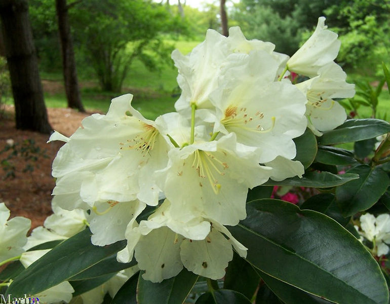 Hong Kong Rhododendron Flowers
