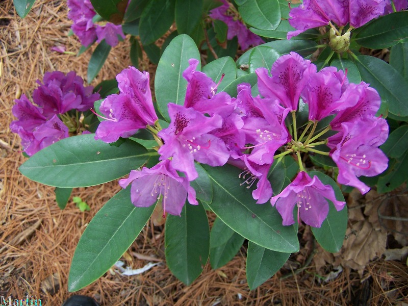 Tapestry Rhododendron