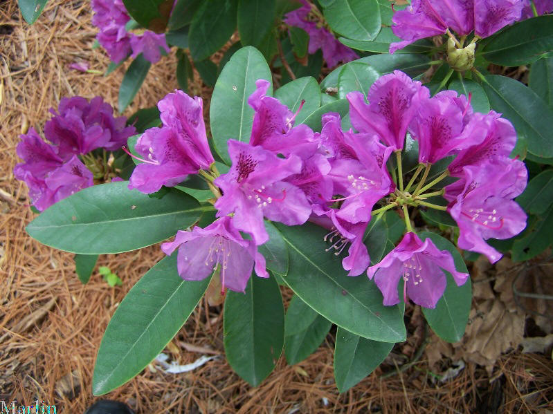 Tapestry Rhododendron