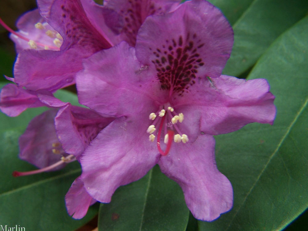 Tapestry Rhododendron Tapestry Rhododendron