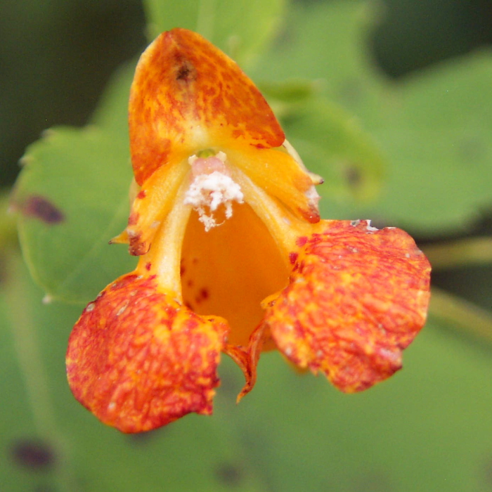 Jewelweed
