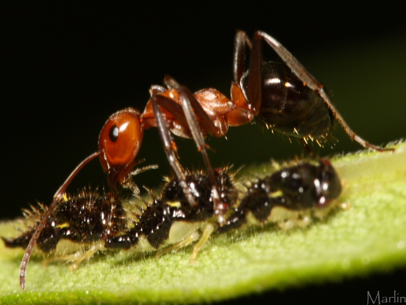 Allegheny Mound Ant