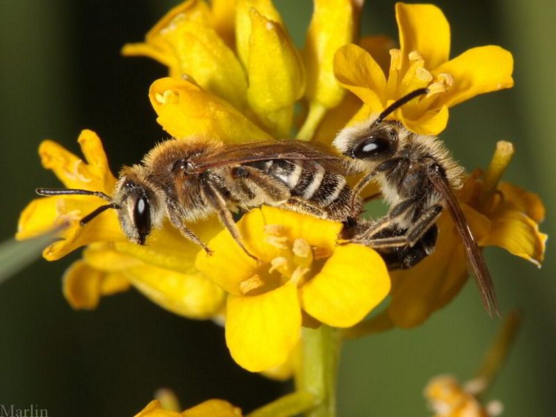 Andrenid bees mating
