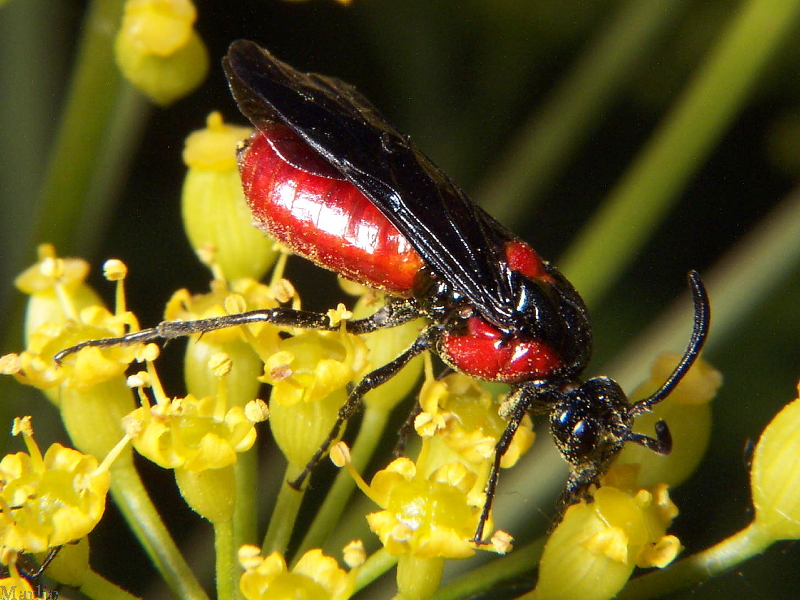 Poison Ivy Sawfly - Arge humeralis