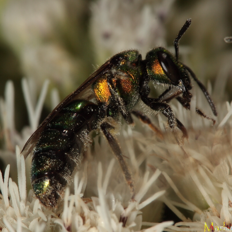 Halictid Bee - Augochlora pura