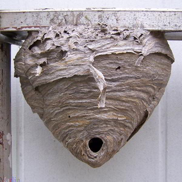 bald faced hornet nest