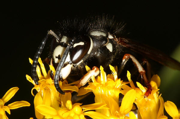 Blackjacket feeds on goldenrod