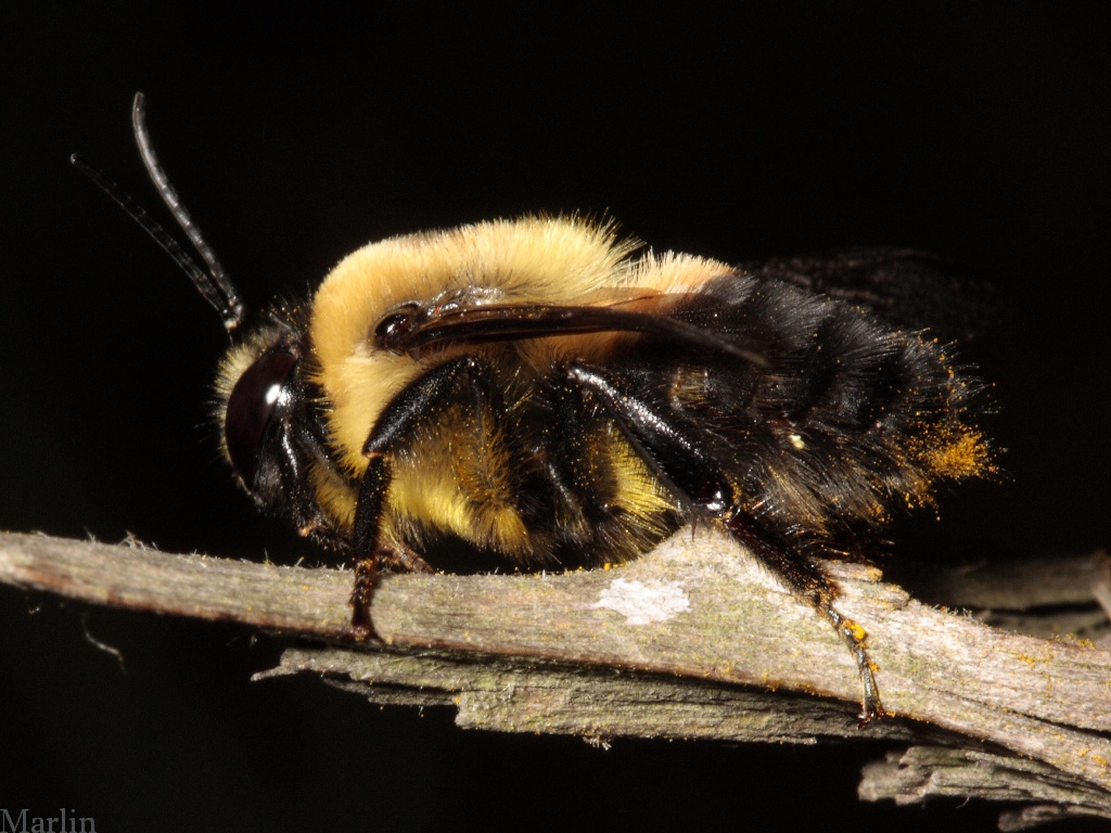 Male Bumble Bee