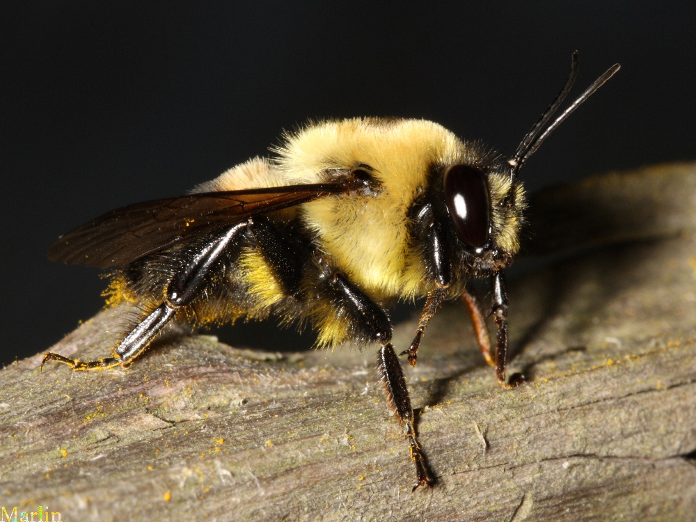 Bumble Bee