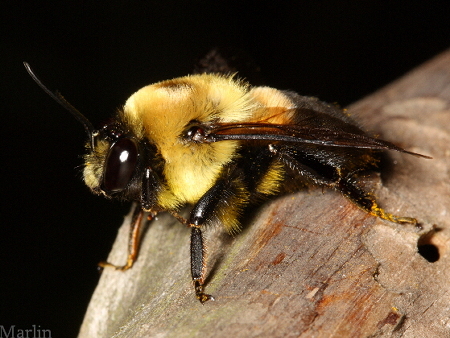Male Brownbelted Bumble Bee - Bombus griseocollis