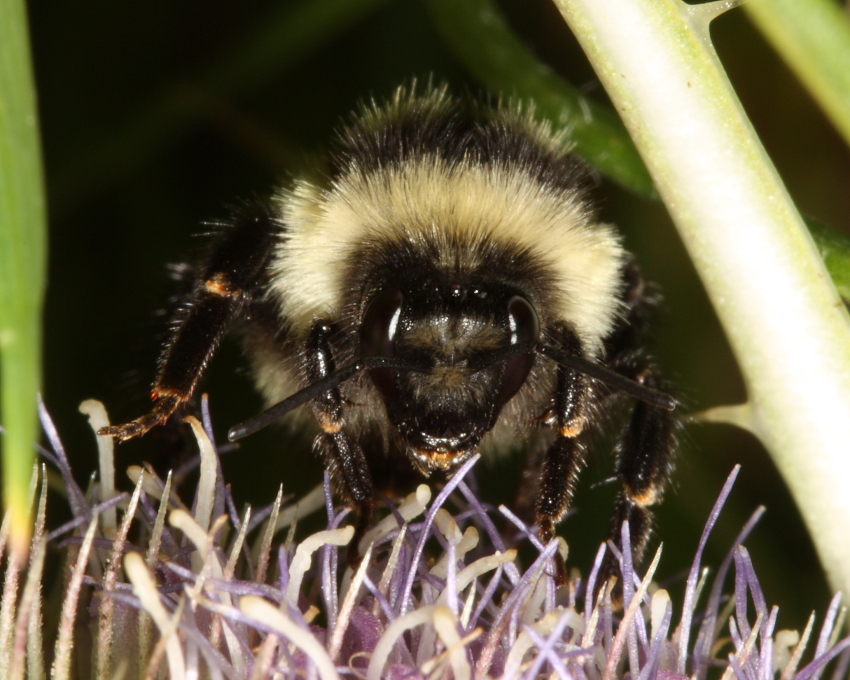 Tricolored&nbsp;Bumble&nbsp;Bee - Bombus&nbsp;ternarius