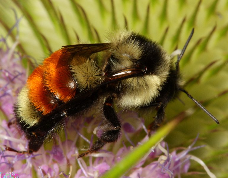 Tricolored&nbsp;Bumble&nbsp;Bee - Bombus&nbsp;ternarius
