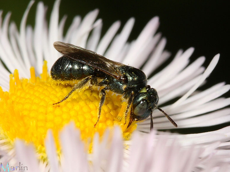 Male small carpenter bee - Ceratina sp.