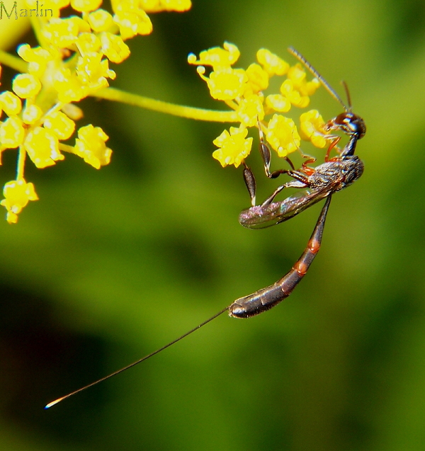 Wasp Nectaring