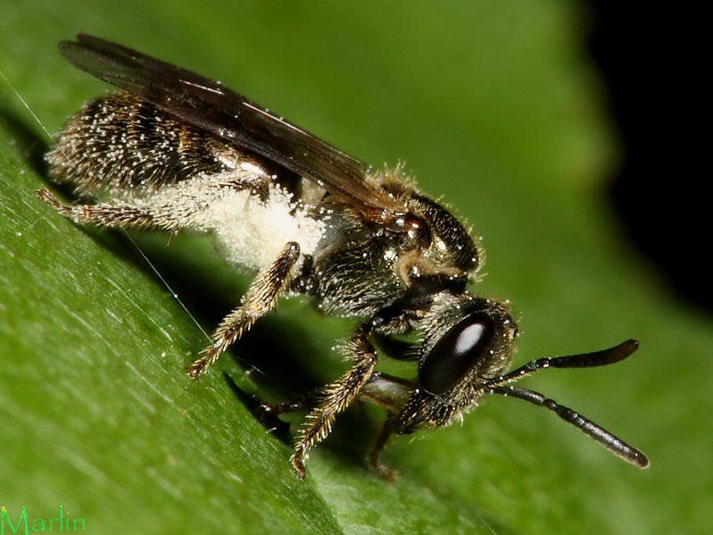 Halictid Bee - &nbsp;Lasioglossum sp.