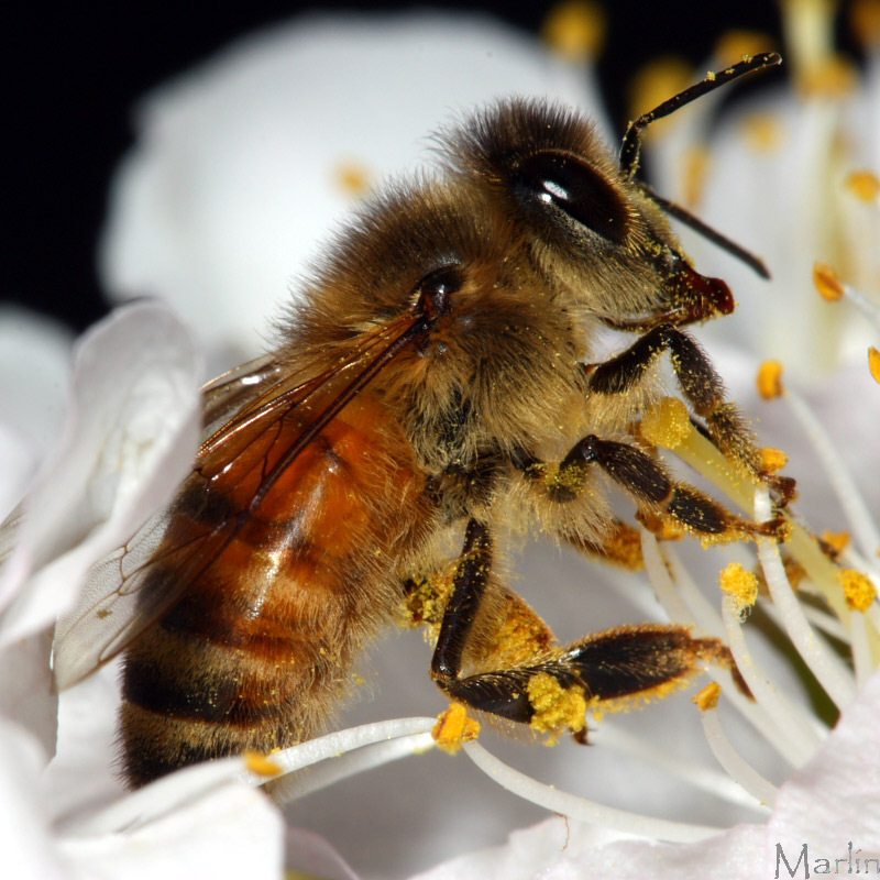 Pictures Of Honeybee - Free Honeybee pictures 