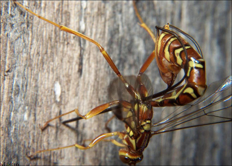 Giant Ichneumon Wasp - Megarhyssa macrurus