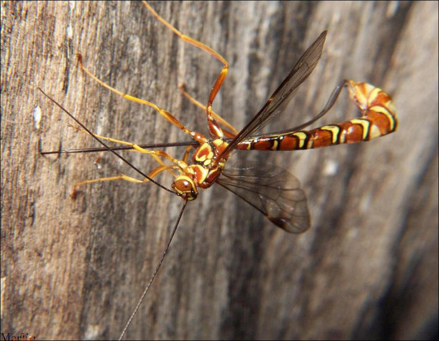 Giant Ichneumon Wasp - Megarhyssa macrurus
