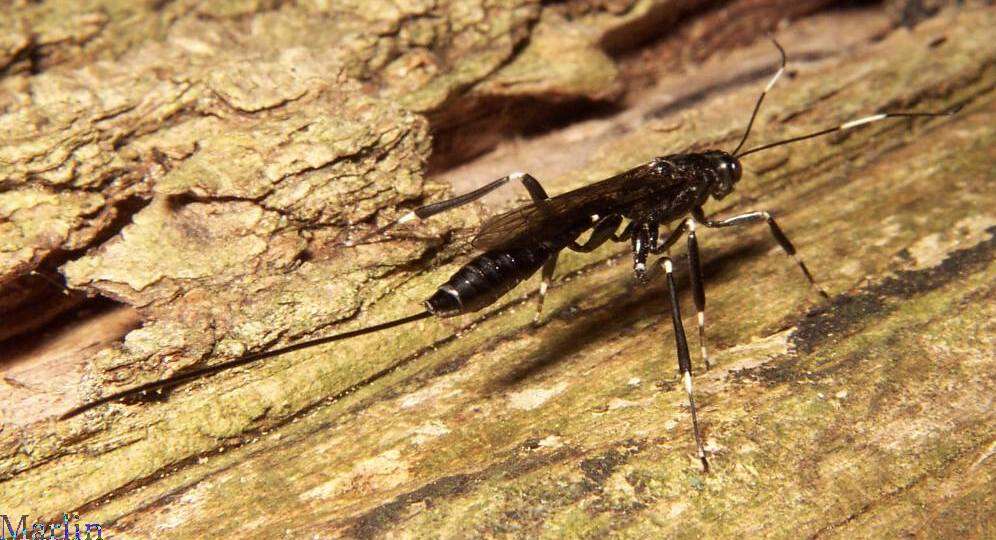 Xorides sp.