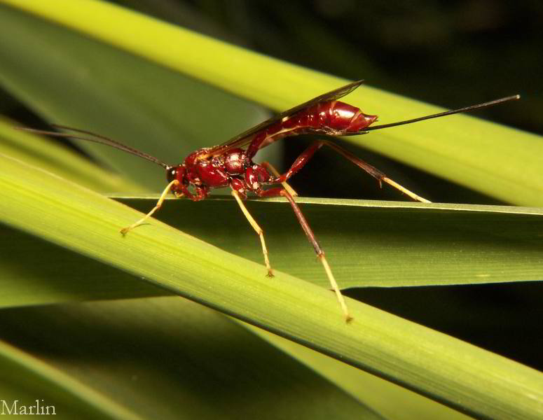 Red Braconid Wasp