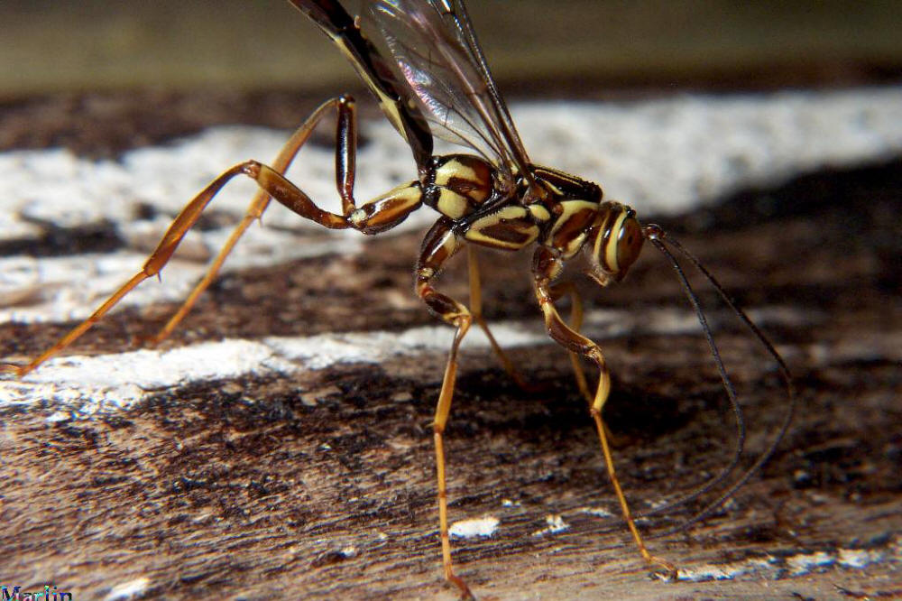 Giant Ichneumon Wasp - Megarhyssa greenei