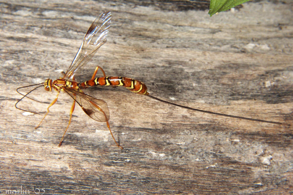 Giant Ichneumon Wasp