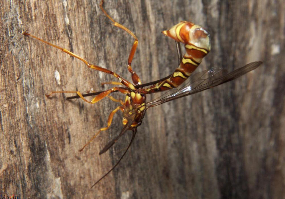 Giant Ichneumon Wasp - Megarhyssa macrurus