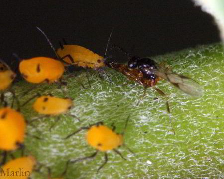 wasp lays egg on aphid's face