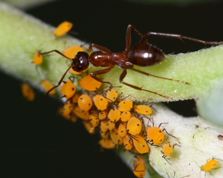 Trophobiotic ants and aphids