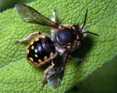 Wool Carder Bee Male