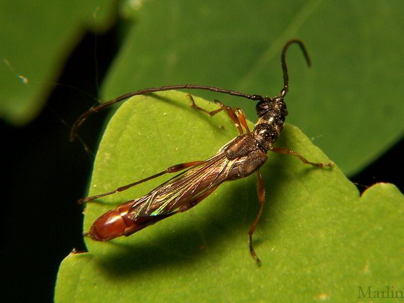 Longhorned Beetle - Necydalis melita