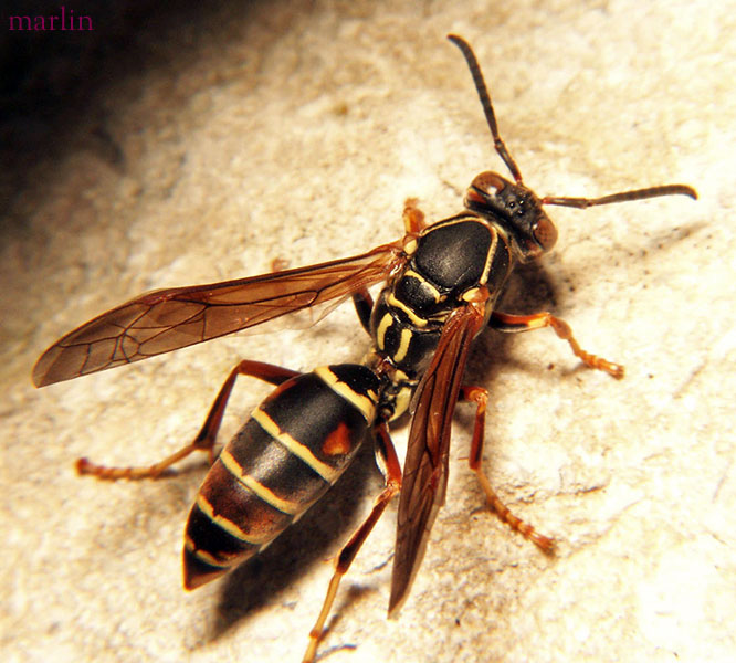 Paper Wasp - Polistes Fuscatus