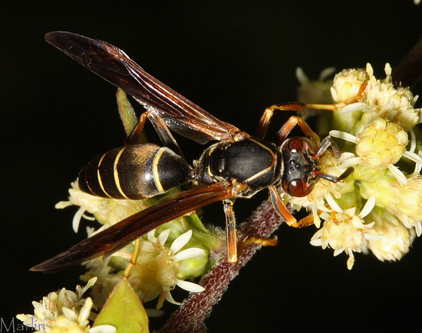 Paper Wasp, Polistes fuscatus