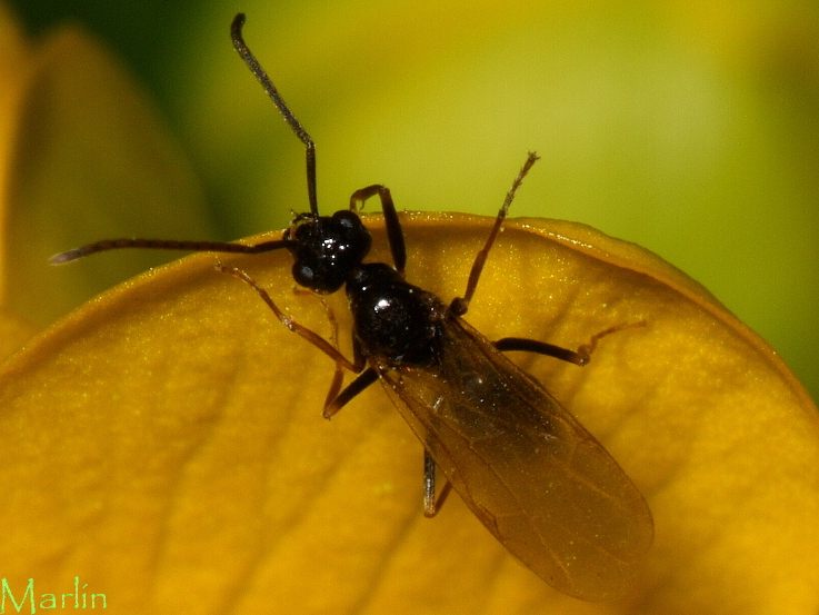 False Honey Ants - Prenolepis imparis 