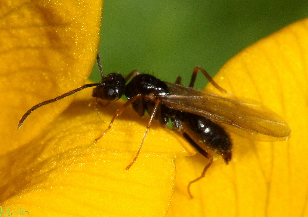 False Honey Ants - Prenolepis imparis 