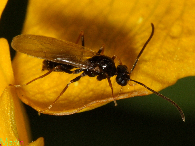False Honey Ants - Prenolepis imparis 