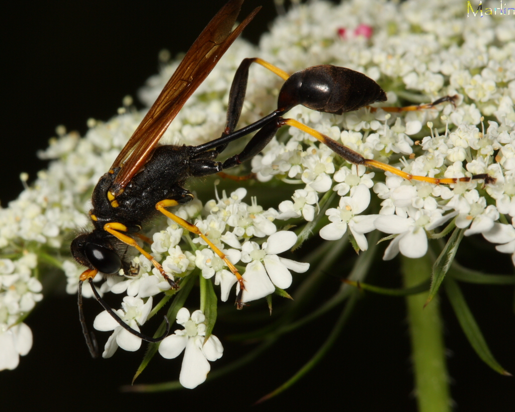 black and yellow mud dauber