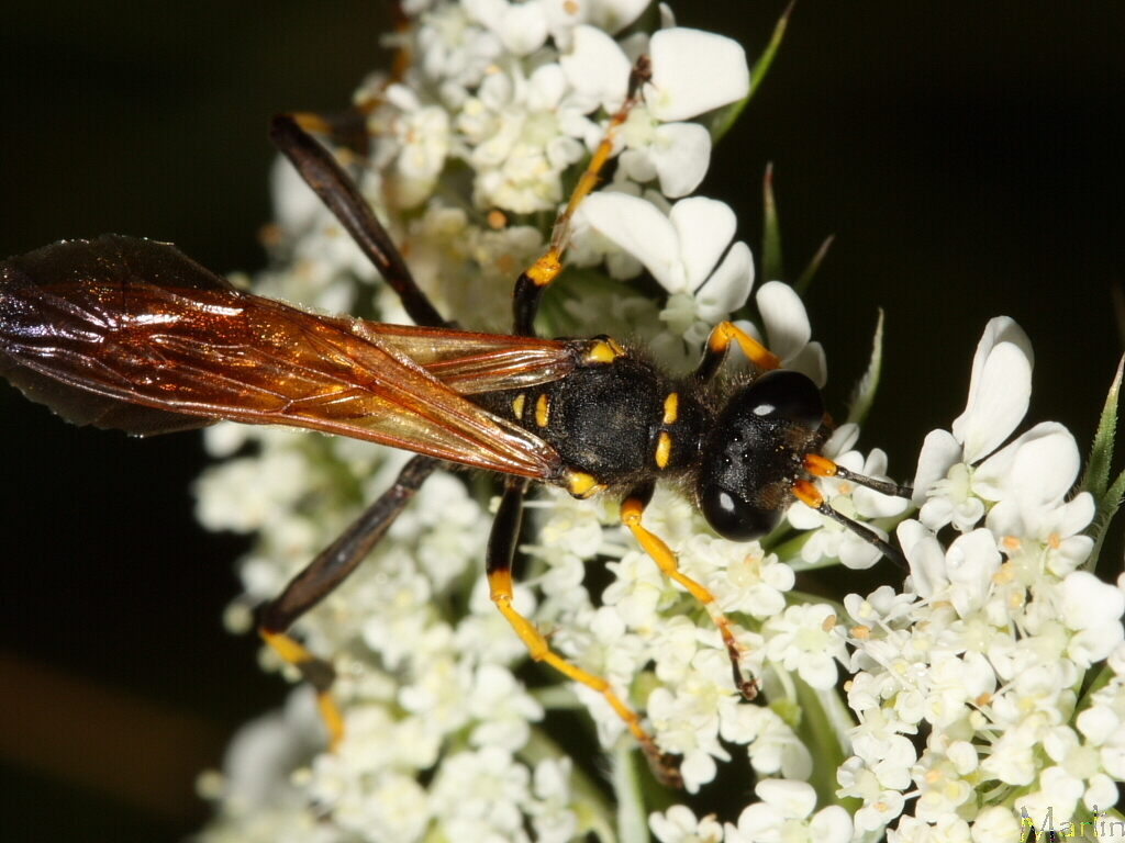 Black and Yellow Mud Dauber