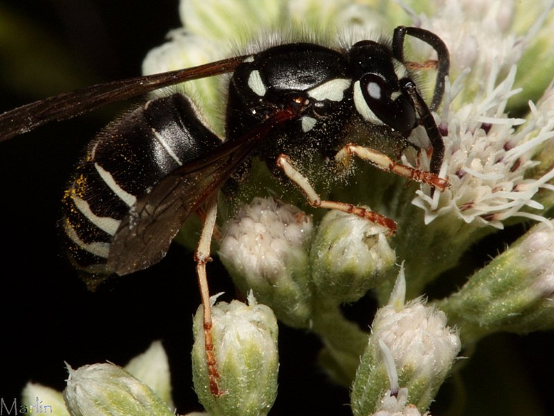 Blackjacket - Vespula consobrina