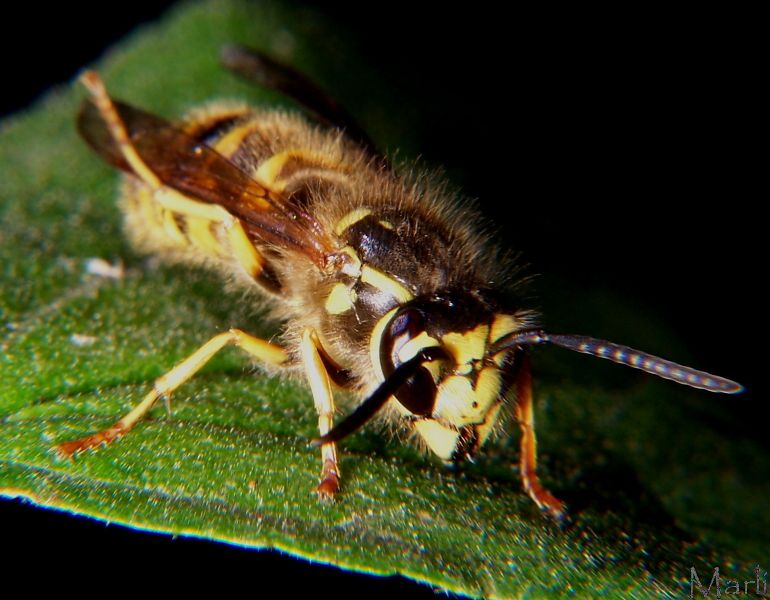 Downy Yellowjacket