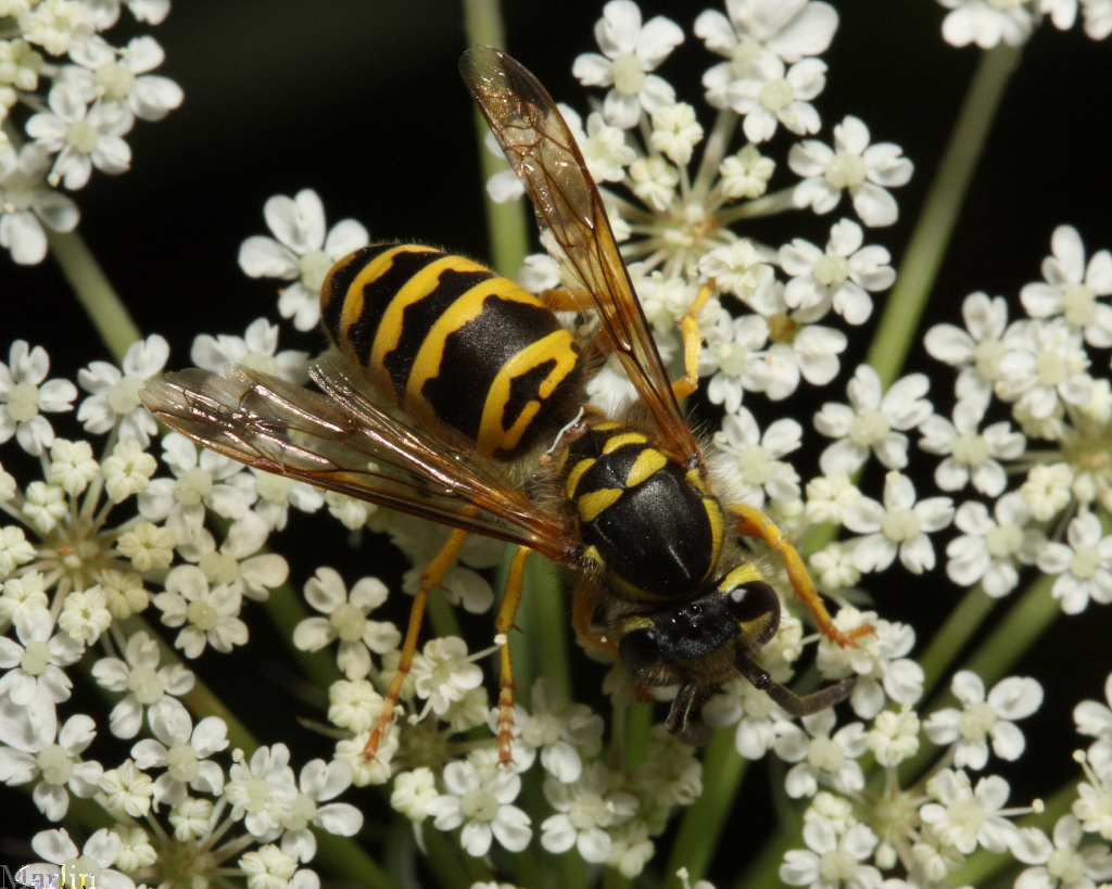 Eastern Yellowjacket