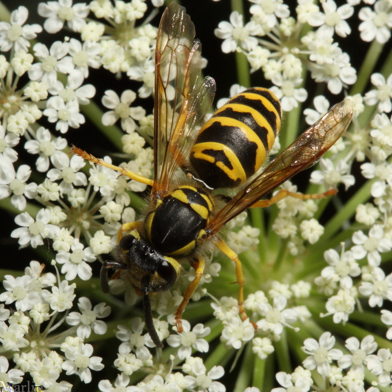 Eastern Yellowjacket