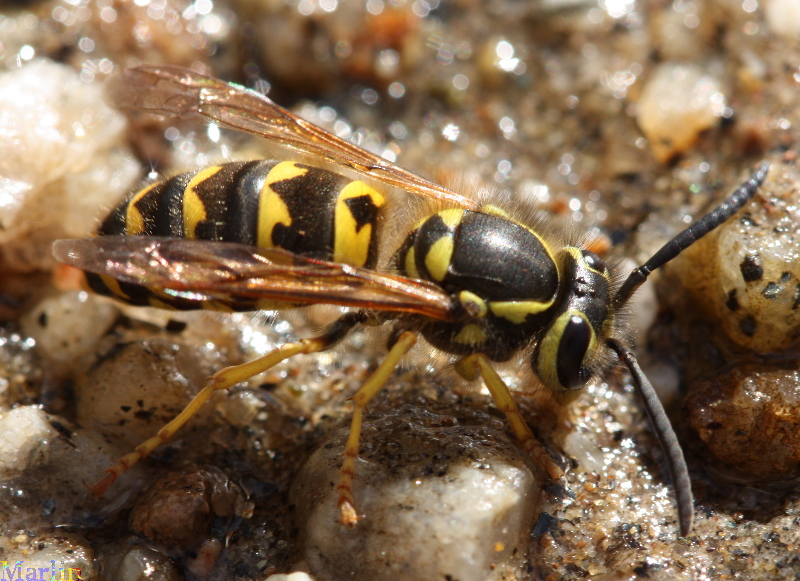 Western Yellowjacket