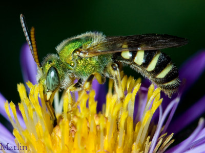 Aculeata: Halictidae