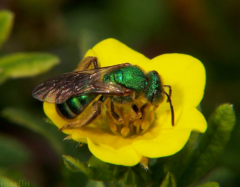Halictid Bee - Agapostemon virescens