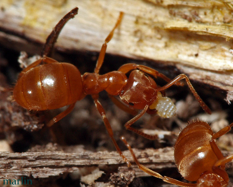 Ants carrying aphids