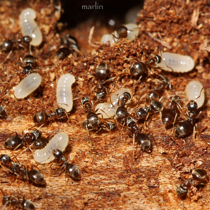 Ants - Lasius alienis