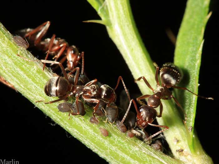 Herding aphids: ants tend an aphid "farm"