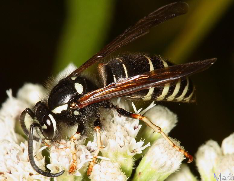 Blackjacket Wasp